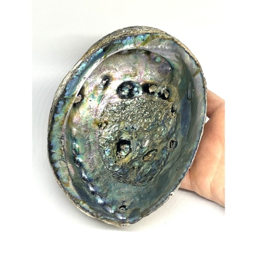 Large Abalone Shell 7"‎ Natural Rainbow Sea Green Blue Shell Beach